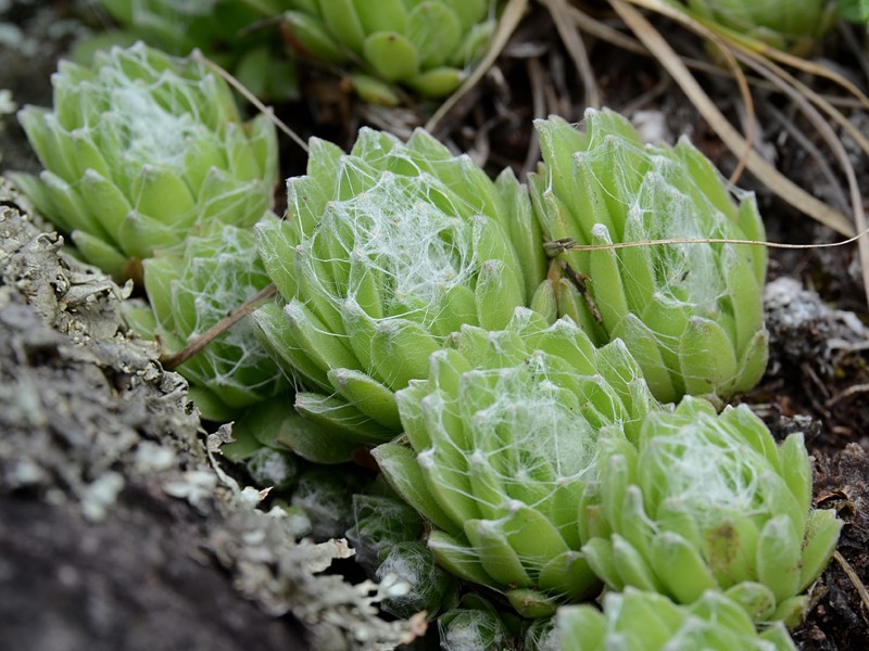 Sempervivum arachnoideum