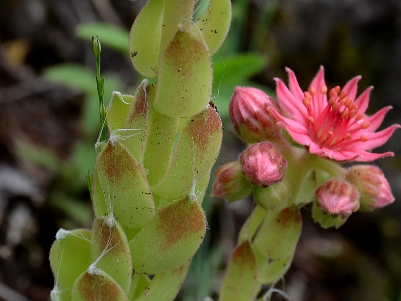 Sempervivum arachnoideum