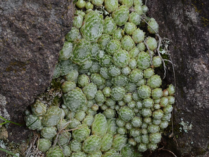 Sempervivum arachnoideum