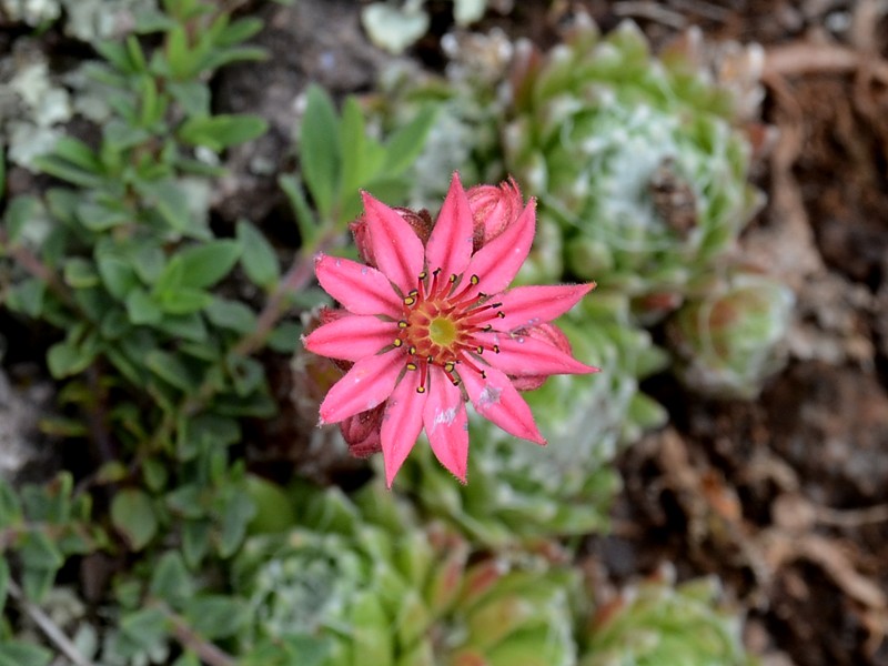 Sempervivum arachnoideum