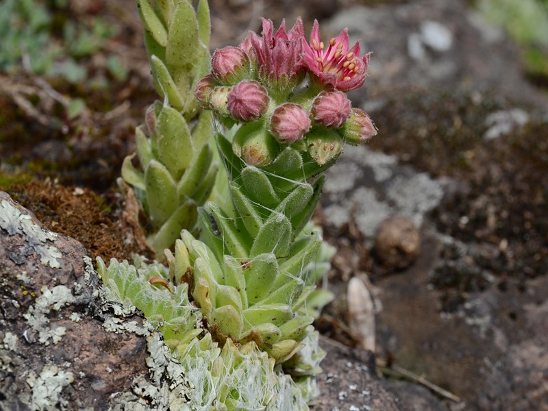 Sempervivum arachnoideum