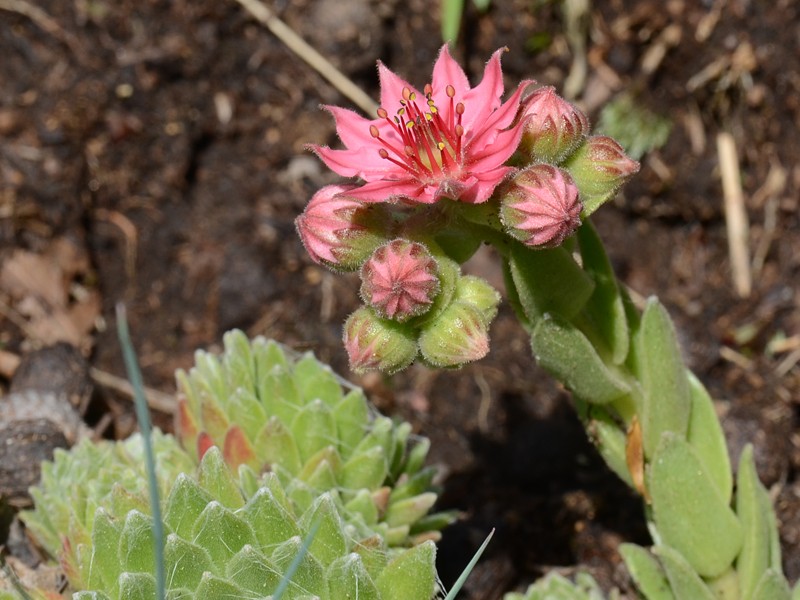 Sempervivum arachnoideum