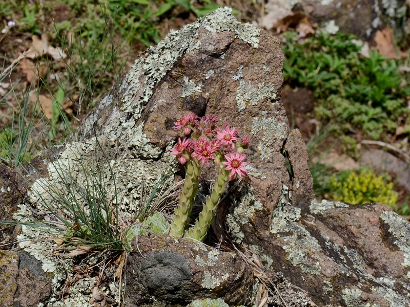 Sempervivum arachnoideum