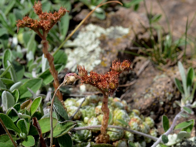 Sempervivum arachnoideum