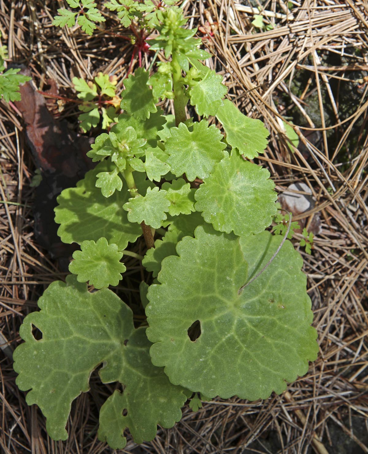 Umbilicus gaditanus