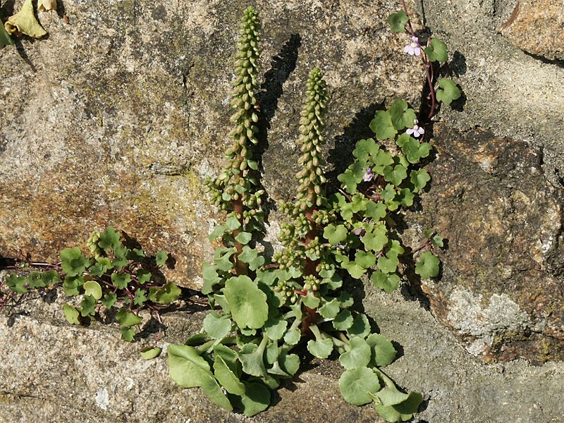 Umbilicus rupestris