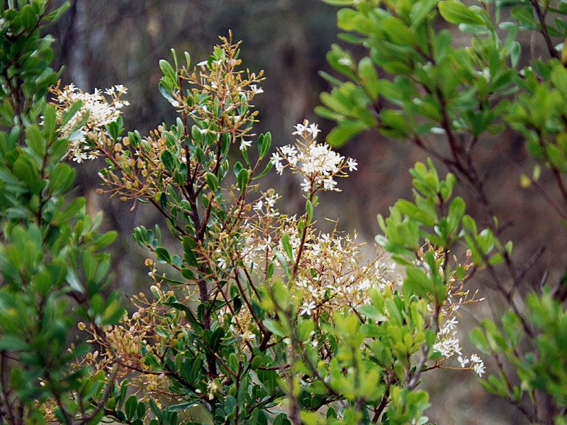 Bursaria spinosa