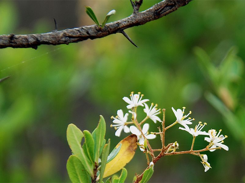 Bursaria spinosa