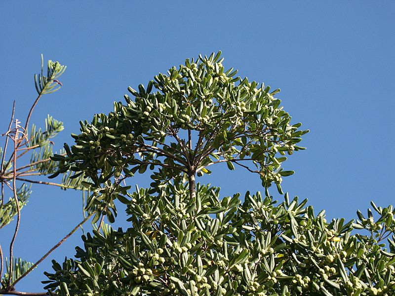 Pittosporum tobira