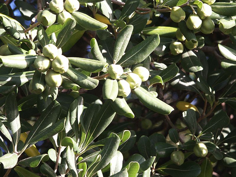 Pittosporum tobira