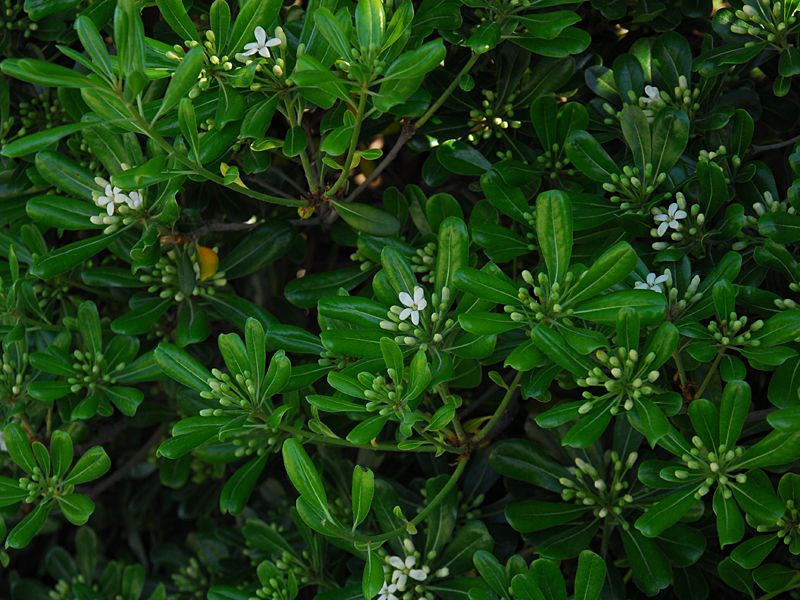 Pittosporum tobira