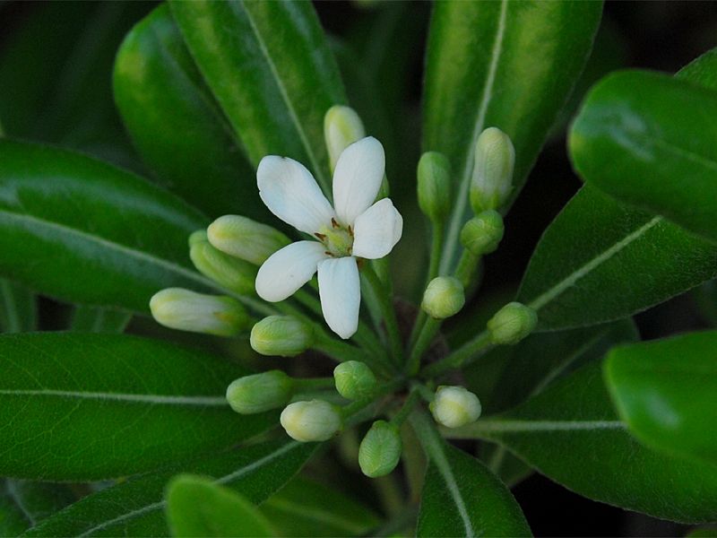 Pittosporum tobira