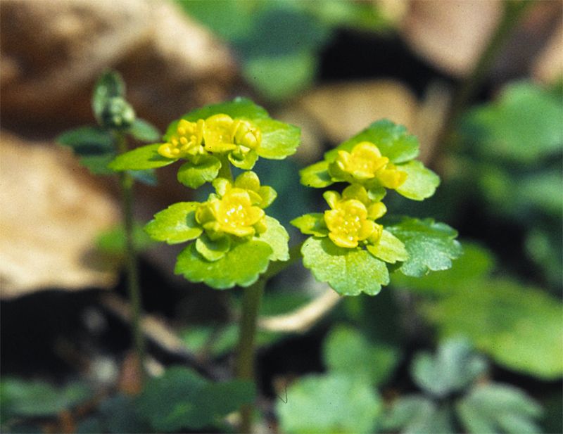 Chrysosplenium alternifolium