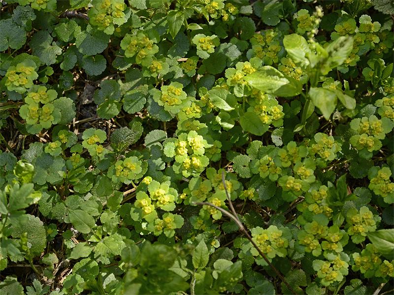 Chrysosplenium alternifolium