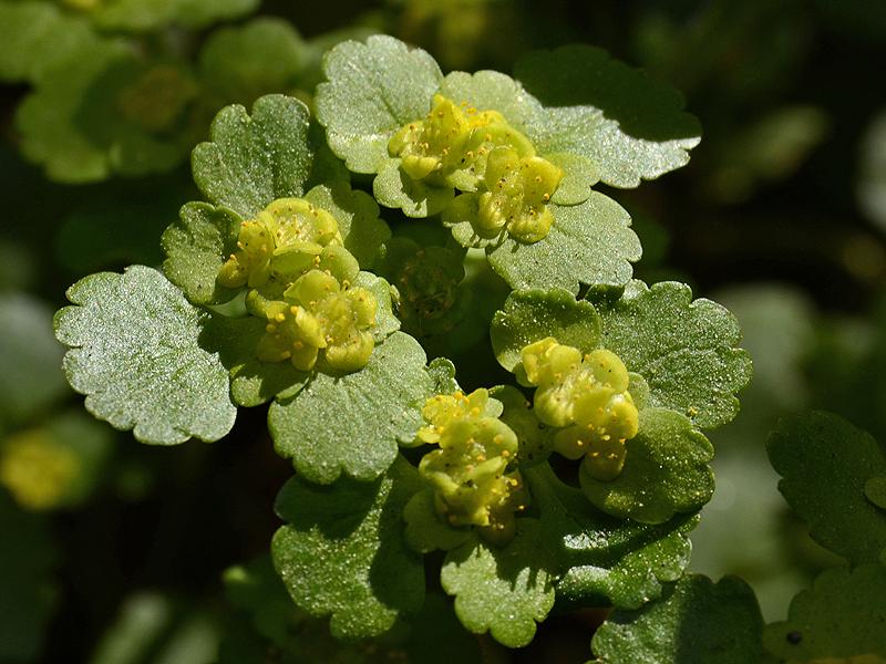 Chrysosplenium alternifolium