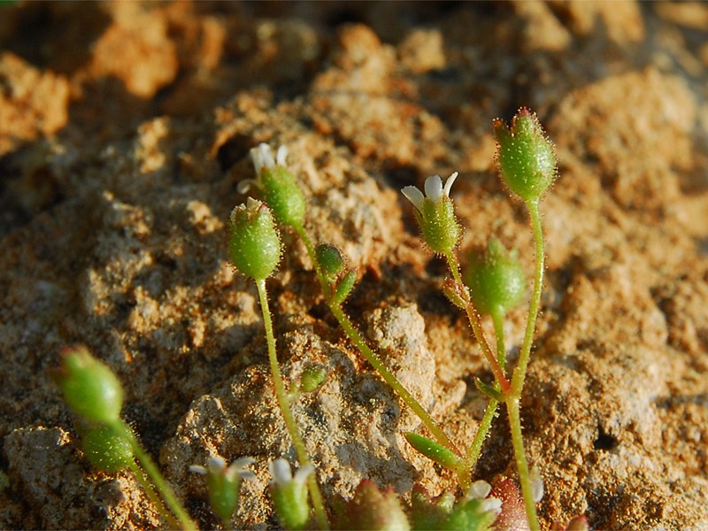 Saxifraga tridactylites