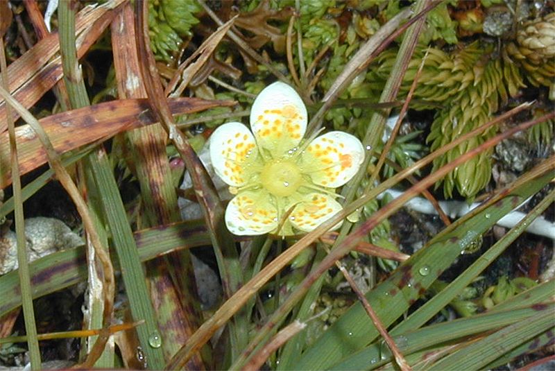 Saxifraga bryoides