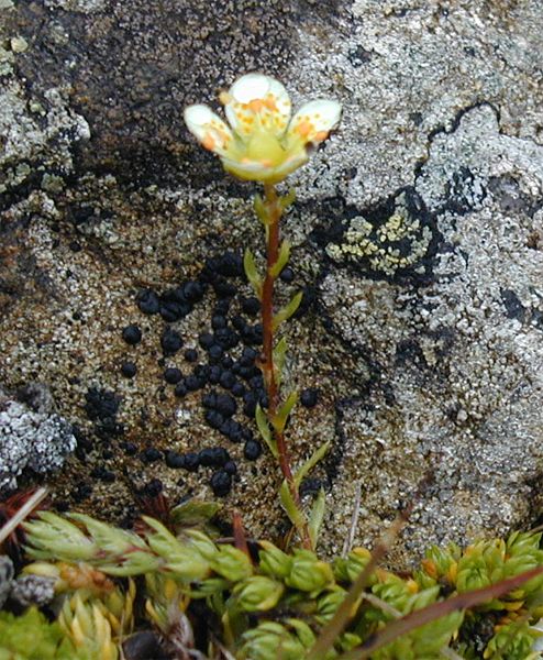 Saxifraga bryoides