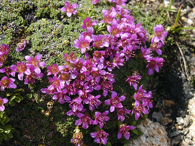 Saxifraga oppositifolia