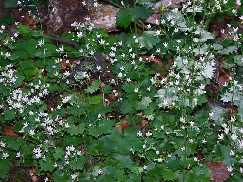 Saxifraga rotundifolia