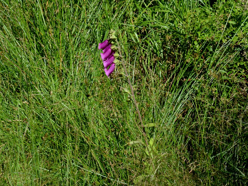 Digitalis purpurea