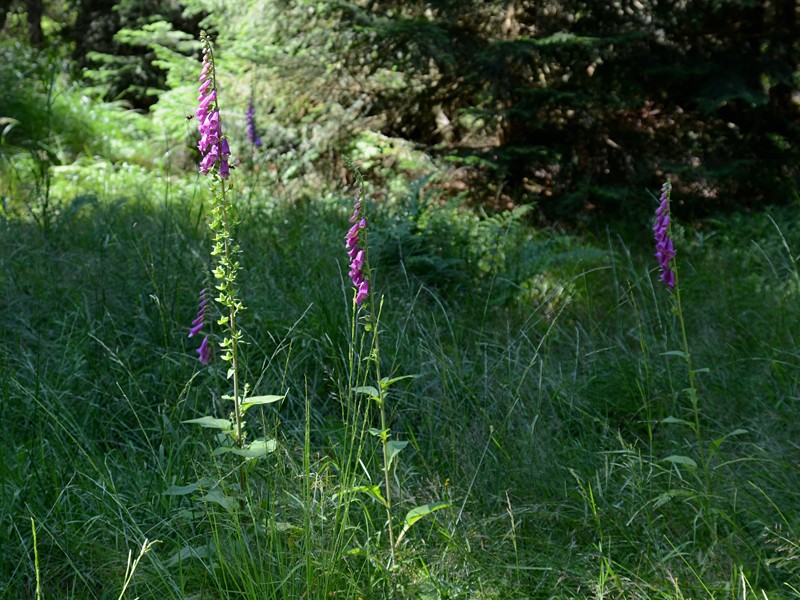 Digitalis purpurea