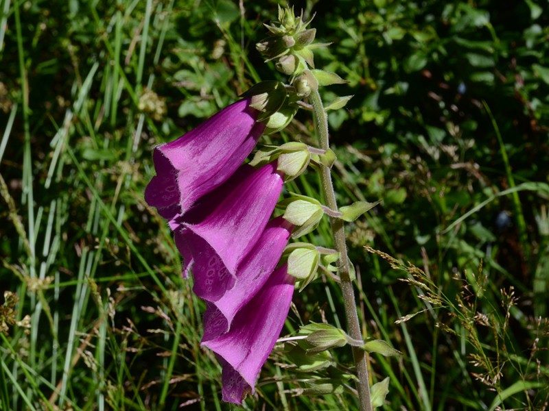 Digitalis purpurea