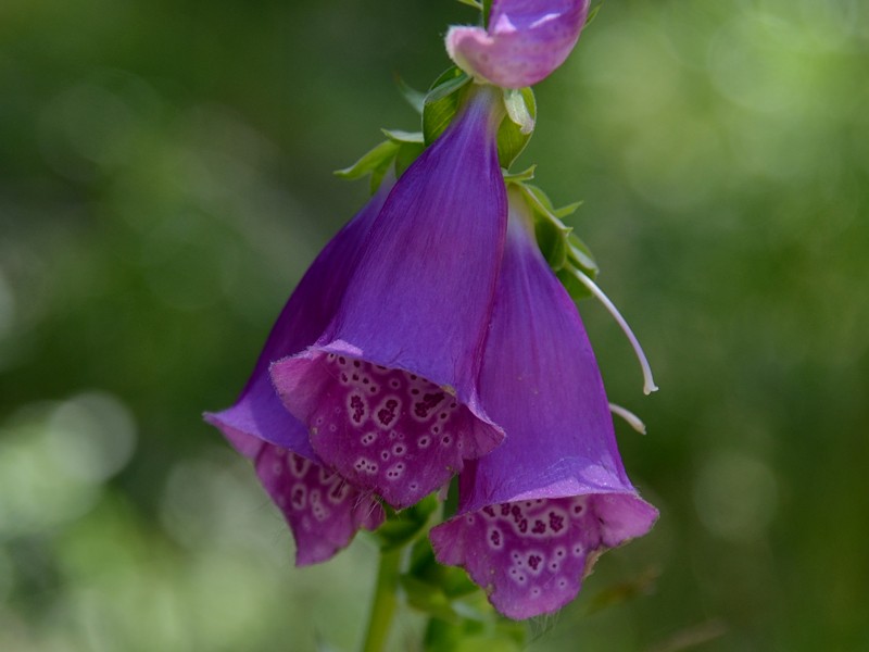 Digitalis purpurea