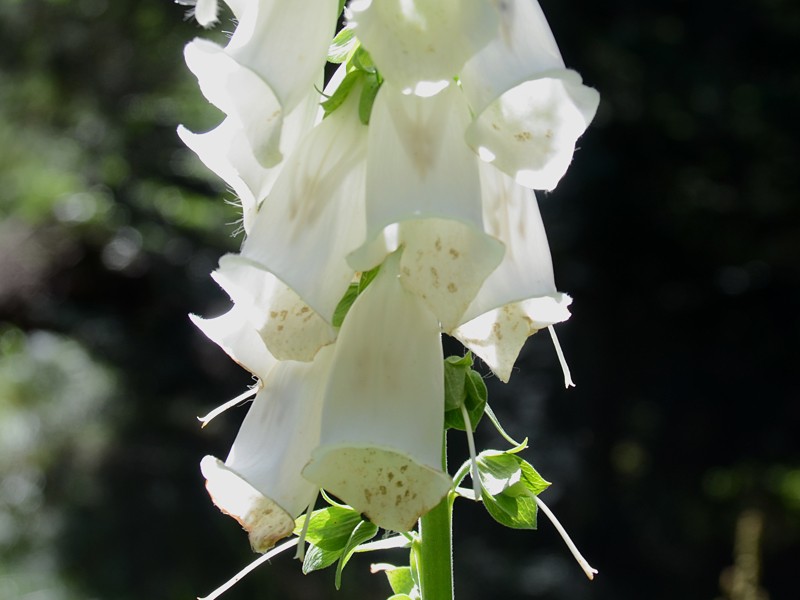 Digitalis purpurea