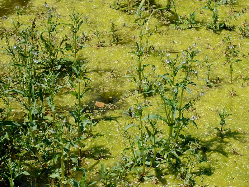 Veronica anagallis-aquatica