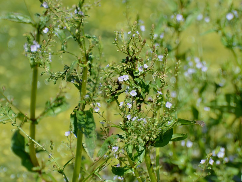 Veronica anagallis-aquatica