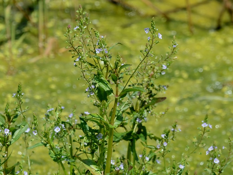 Veronica anagallis-aquatica