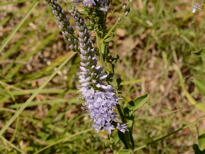 Veronica barrelieri