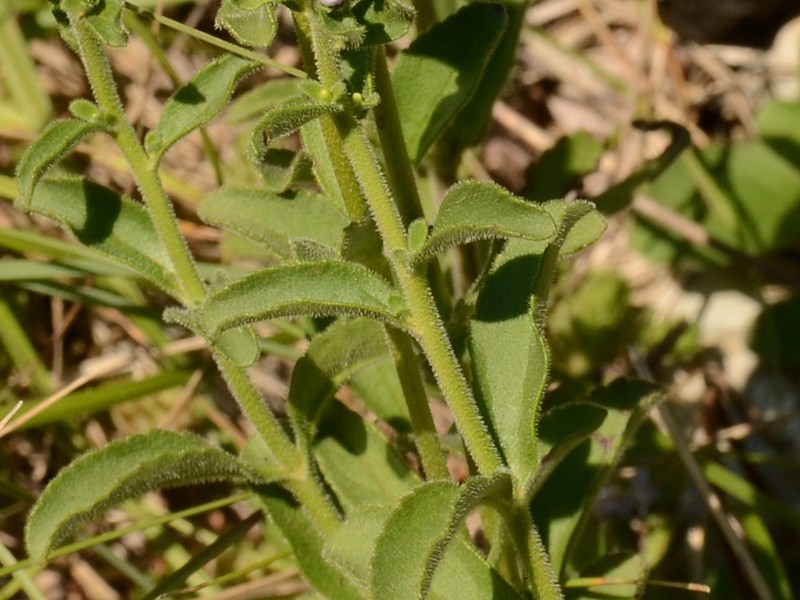 Veronica barrelieri