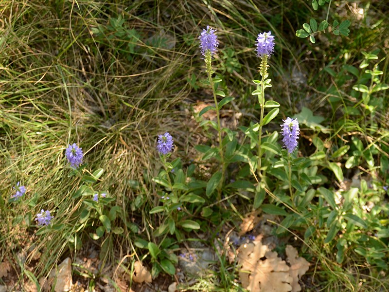 Veronica barrelieri