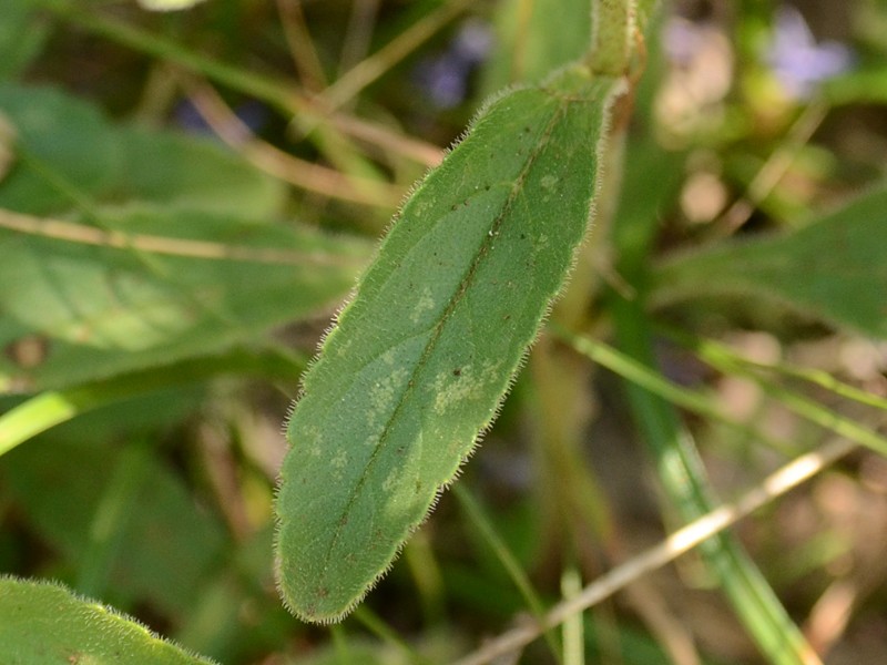 Veronica barrelieri