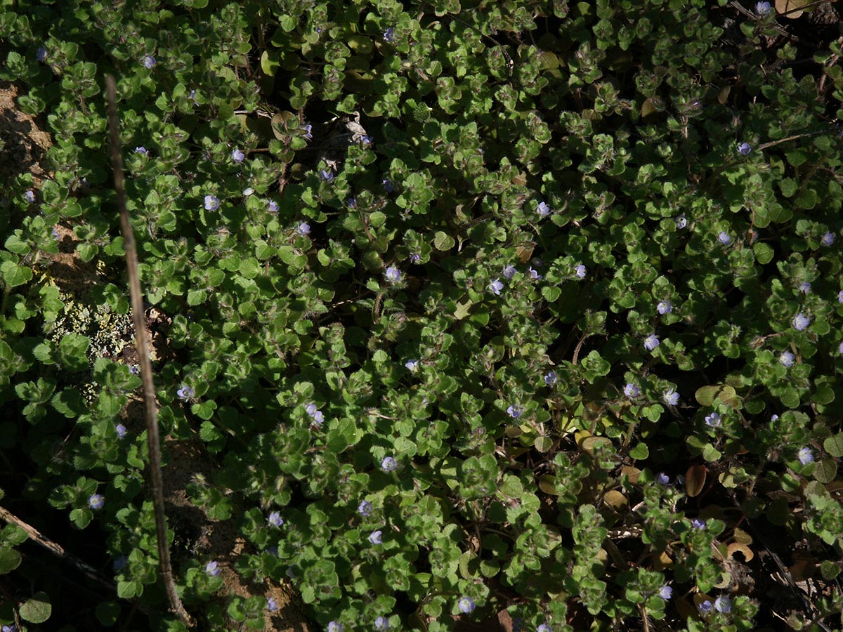 Veronica hederifolia agg