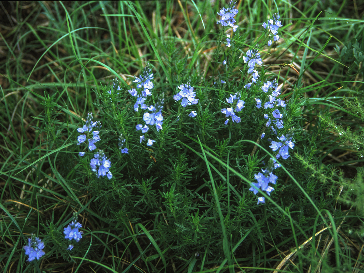 Veronica jacquinii