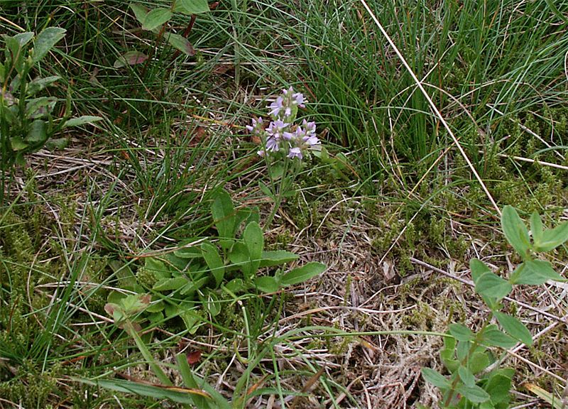 Veronica officinalis