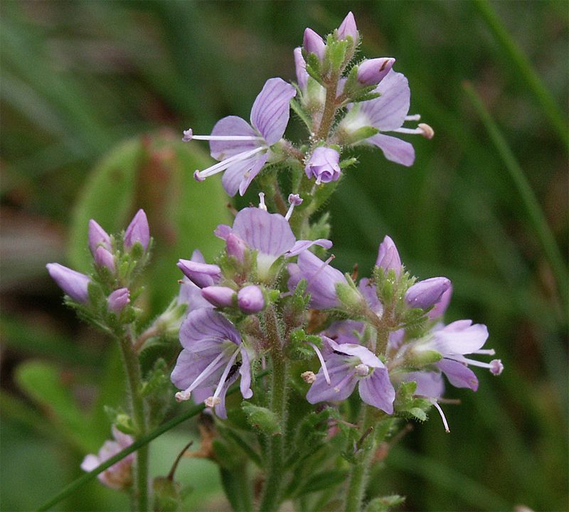 Veronica officinalis