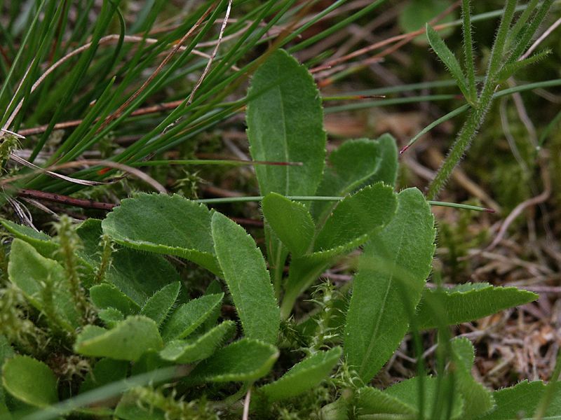 Veronica officinalis