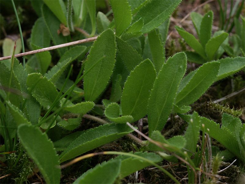 Veronica officinalis