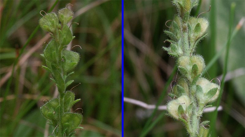 Veronica officinalis