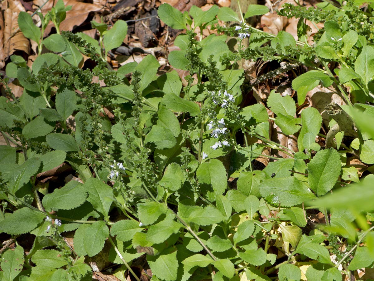 Veronica officinalis