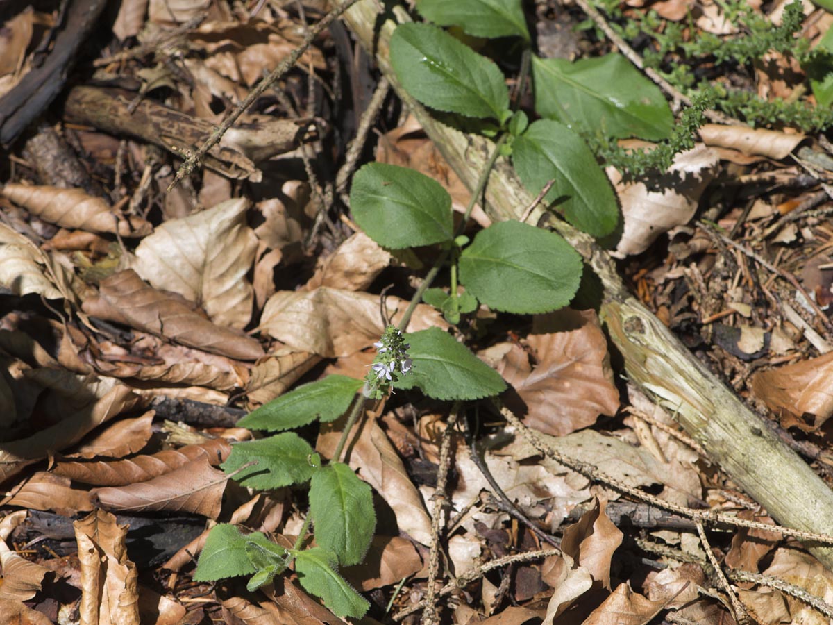 Veronica officinalis