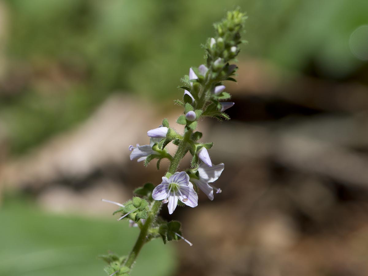 Veronica officinalis