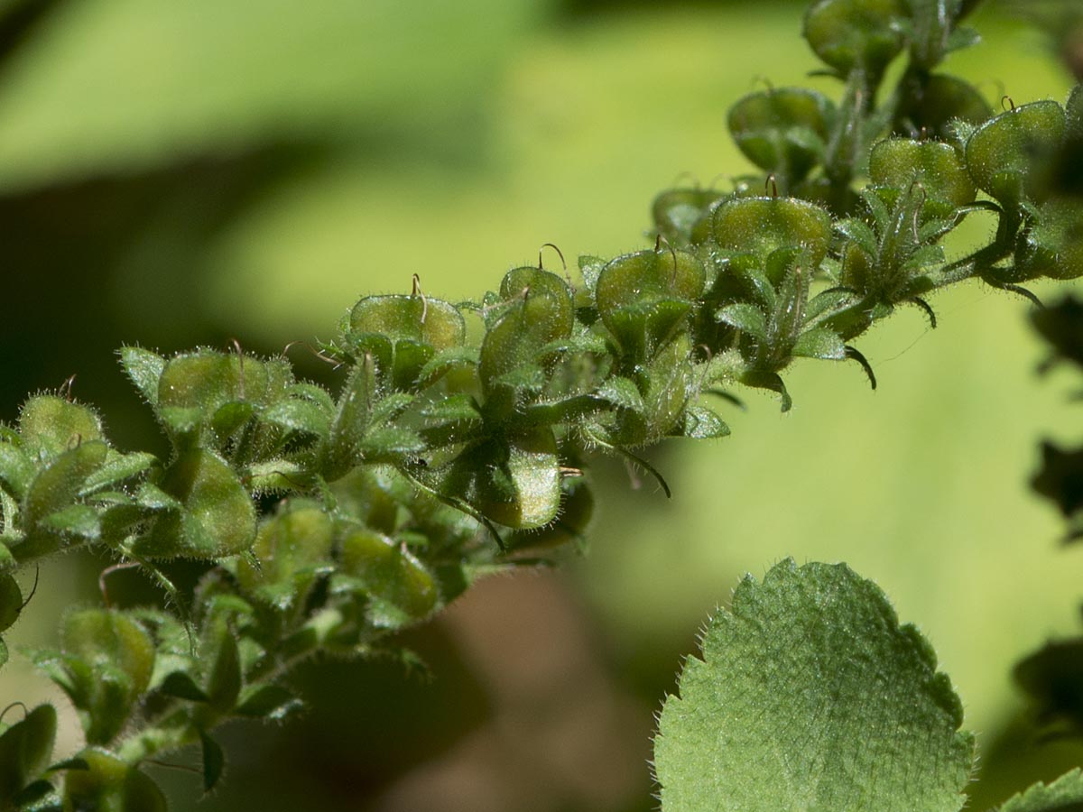 Veronica officinalis