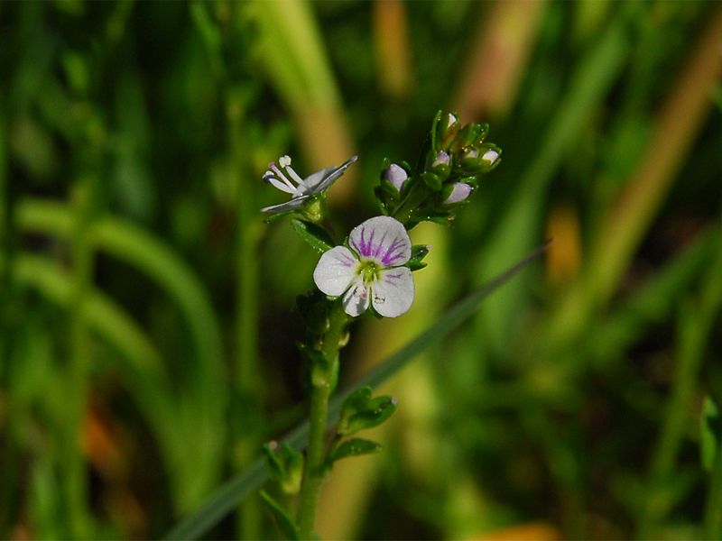 Veronica serpyllifolia