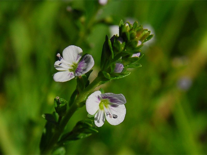 Veronica serpyllifolia