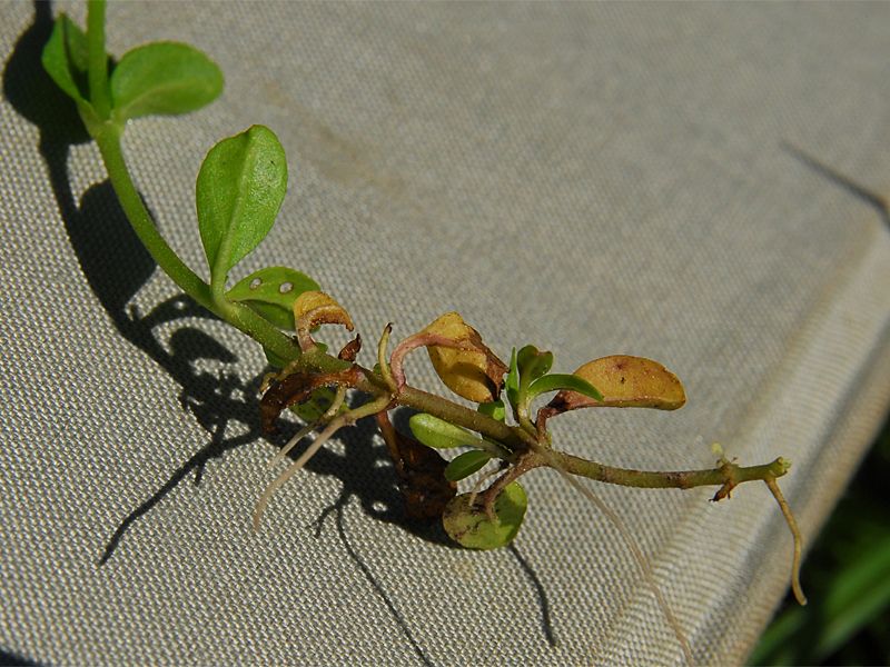 Veronica serpyllifolia